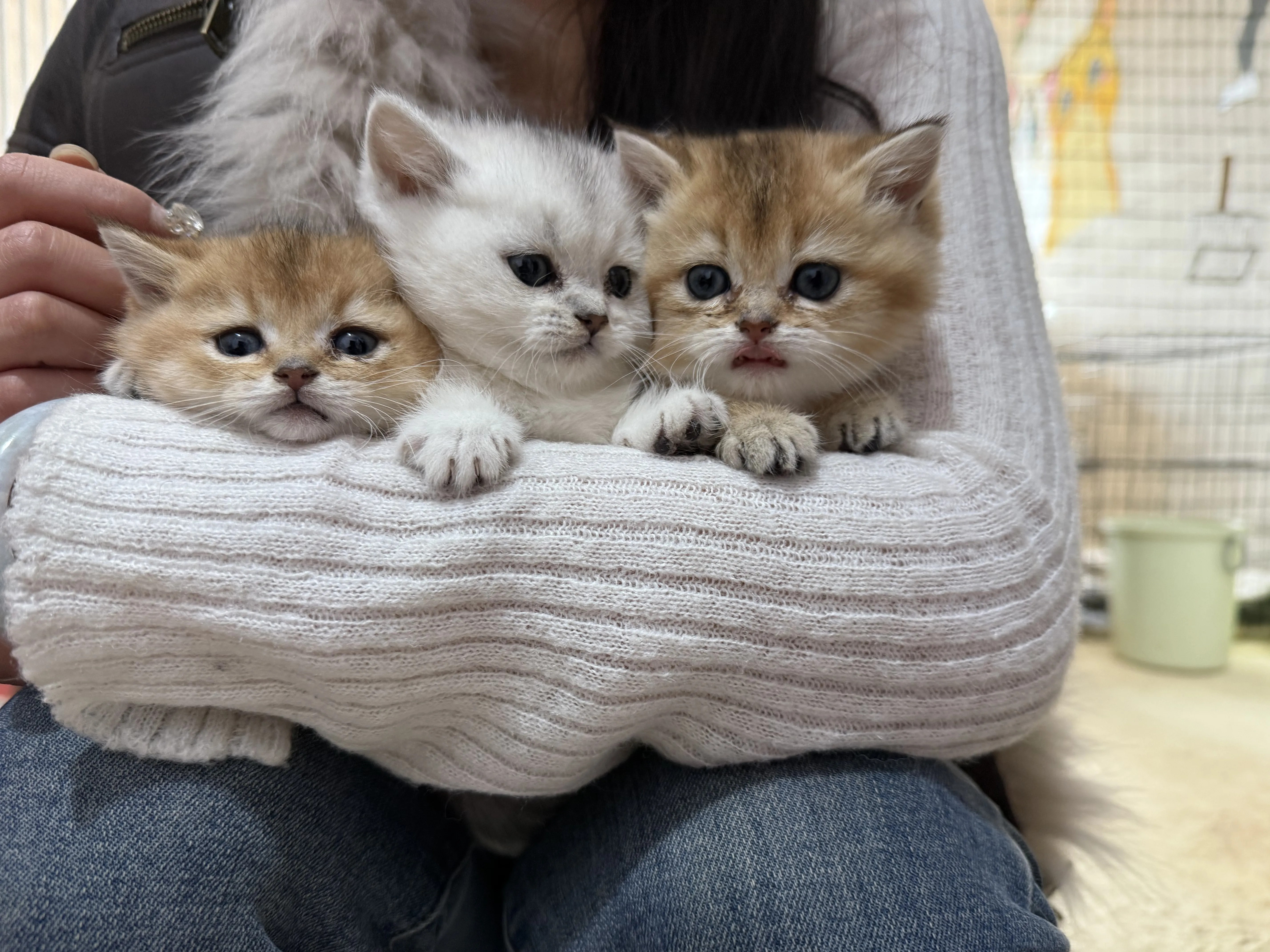 金渐层 银渐层 活泼可爱大包子脸 长期售后、终身饲养指导